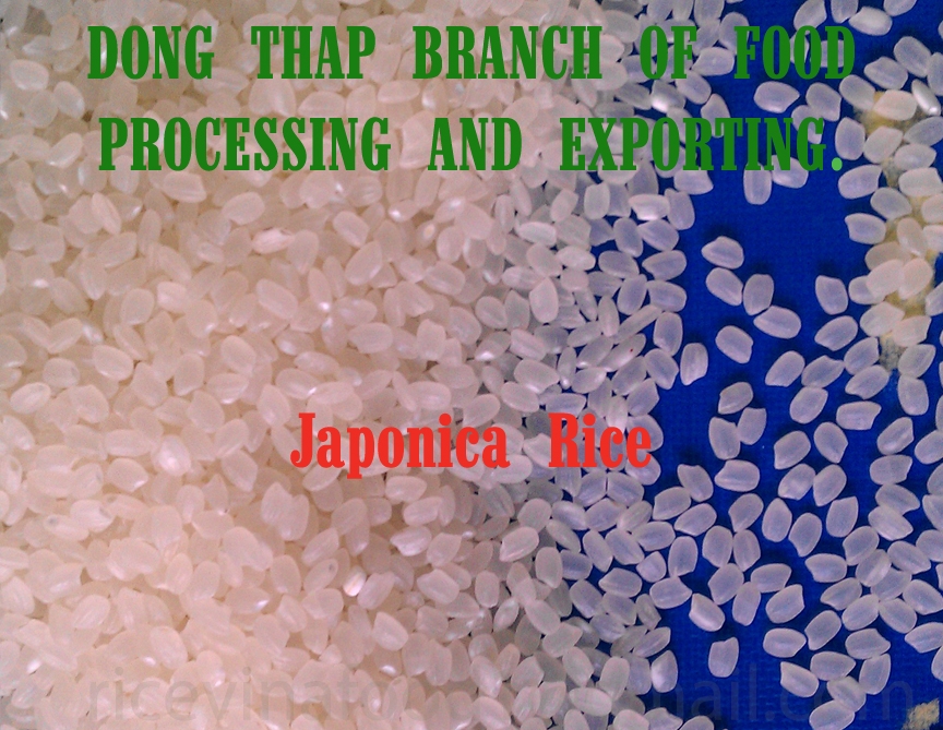 Gạo Japonica - Chi Nhánh Chế Biến và Xuất Khẩu Lương thực Đồng Tháp - Tổng Công Ty Lương thực Miền Bắc